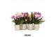 Phalaenopsis multiflora Phalaenopsis Natural Charm mix 2 spike 25-30cm 