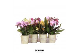 Phalaenopsis multiflora Phalaenopsis Natural Charm mix 2 spike 25-30cm