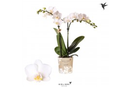 Phalaenopsis multiflora floriclone snowflake Kolibri Orchids - Finland