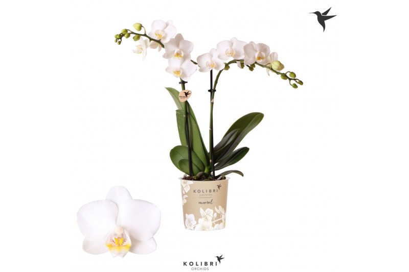 Phalaenopsis multiflora floriclone snowflake Kolibri Orchids - Finland Phalaenopsis multiflora floriclone snowflake Kolibri Orchids - Finland
