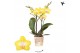 Phalaenopsis multiflora anthura arezzo Kolibri Orchids - 2 tak, 16+ 