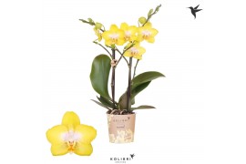 Phalaenopsis multiflora anthura arezzo Kolibri Orchids - 2 tak, 16+