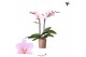 Phalaenopsis multiflora paars Kolibri Orchids - Armenia - 2 tak, 20+ 