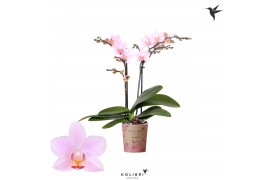 Phalaenopsis multiflora paars Kolibri Orchids - Armenia - 2 tak, 20+