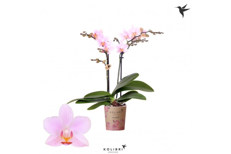 Phalaenopsis multiflora paars Kolibri Orchids - Armenia - 2 tak, 20+ 