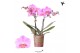 Phalaenopsis multiflora paars Kolibri Orchids - Frederikstad - 2 tak,  