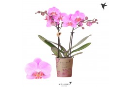 Phalaenopsis multiflora paars Kolibri Orchids - Frederikstad - 2 tak, 