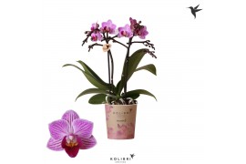 Phalaenopsis multiflora paars Kolibri Orchids - Scotland - 2 tak, 16+