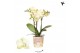 Phalaenopsis multiflora geel 3 tak mexico kolibri orchids 