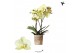 Phalaenopsis multiflora geel Kolibri Orchids - Cali - 2 tak, 16+ 