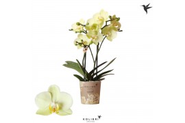 Phalaenopsis multiflora geel Kolibri Orchids - Cali - 2 tak, 16+