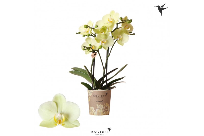 Phalaenopsis multiflora geel Kolibri Orchids - Cali - 2 tak, 16+ Phalaenopsis multiflora geel Kolibri Orchids - Cali - 2 tak, 16+