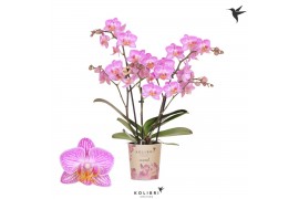 Phalaenopsis multiflora roze 3 tak switserland kolibri orchids