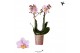 Phalaenopsis multiflora roze Kolibri Orchids - Andorra - 2 tak, 16+ 