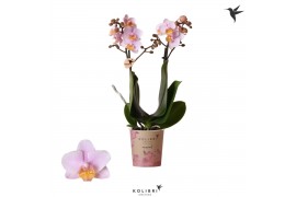 Phalaenopsis multiflora roze Kolibri Orchids - Andorra - 2 tak, 16+