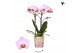Phalaenopsis multiflora roze Kolibri Orchids - Antwerp - 2 tak, 16+ 