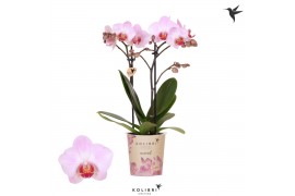 Phalaenopsis multiflora roze Kolibri Orchids - Antwerp - 2 tak, 16+