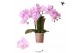 Phalaenopsis multiflora roze Kolibri Orchids - Chili - 2 tak, 20+ 