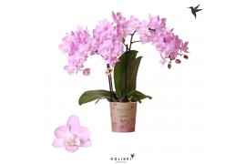 Phalaenopsis multiflora roze Kolibri Orchids - Chili - 2 tak, 20+