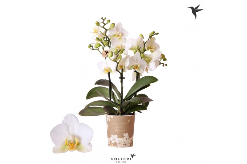 Phalaenopsis multiflora anthura lausanne 3 tak blossom kolibri orchids 