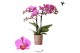 Phalaenopsis multiflora anthura hamburg Kolibri Orchids - 2 tak, 20+ 