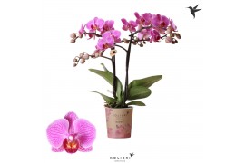 Phalaenopsis multiflora anthura hamburg Kolibri Orchids - 2 tak, 20+