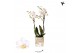 Phalaenopsis sogo popcorn Kolibri Orchids - Samoa - 2 tak, 20+ 