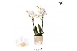 Phalaenopsis sogo popcorn Kolibri Orchids - Samoa - 2 tak, 20+