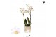 Phalaenopsis sogo popcorn Kolibri Orchids - Samoa - 2 tak, 20+ 