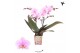 Phalaenopsis floriclone heartbreaker Kolibri Orchids - Argentinia - 2  