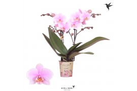 Phalaenopsis floriclone heartbreaker Kolibri Orchids - Argentinia - 2 