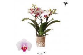Phalaenopsis multiflora floriclone safe haven Kolibri Orchids Phalaeno
