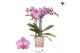 Phalaenopsis anthura karlsruhe Kolibri Orchids Phalaenopsis Karlsruhe  