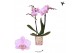 Phalaenopsis beaution Kolibri Orchids - Ecuador - 2 tak, 16+ 