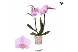 Phalaenopsis beaution Kolibri Orchids - Ecuador - 2 tak, 16+