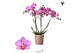 Phalaenopsis anthura stuttgart Kolibri Orchids - 2 tak, 20+ 
