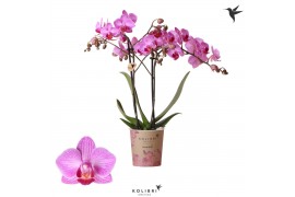 Phalaenopsis anthura stuttgart Kolibri Orchids - 2 tak, 20+