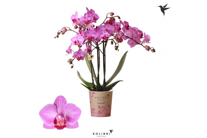 Phalaenopsis anthura stuttgart Kolibri Orchids Phalaenopsis Stuttgard  