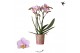 Phalaenopsis multiflora roze Kolibri Orchids - Netherlands - 2 tak, 20 
