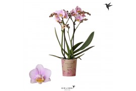 Phalaenopsis multiflora roze Kolibri Orchids - Netherlands - 2 tak, 20