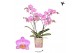 Phalaenopsis multiflora roze Kolibri Orchids - Zwitserland - 2 tak, 20 