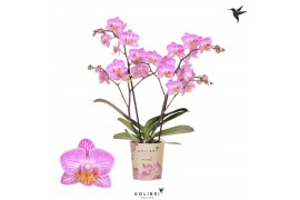 Phalaenopsis multiflora roze Kolibri Orchids - Zwitserland - 2 tak, 20