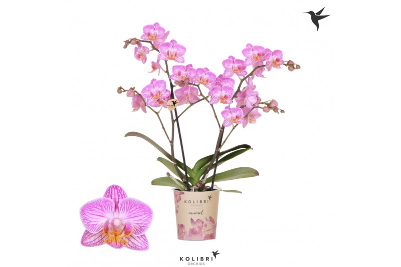 Phalaenopsis multiflora roze Kolibri Orchids - Zwitserland - 2 tak, 20 