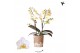 Phalaenopsis multiflora anthura lausanne Kolibri Orchids Blossom - 2 t 