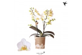 Phalaenopsis multiflora anthura lausanne Kolibri Orchids Blossom - 2 t