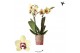 Phalaenopsis multiflora floriclone deep secret Kolibri Orchids Diamond 