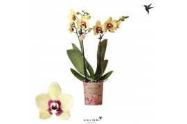 Phalaenopsis multiflora floriclone deep secret Kolibri Orchids Diamond