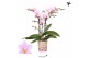 Phalaenopsis multiflora paars 3 tak armenia kolibri orchids 