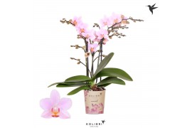 Phalaenopsis multiflora paars 3 tak armenia kolibri orchids