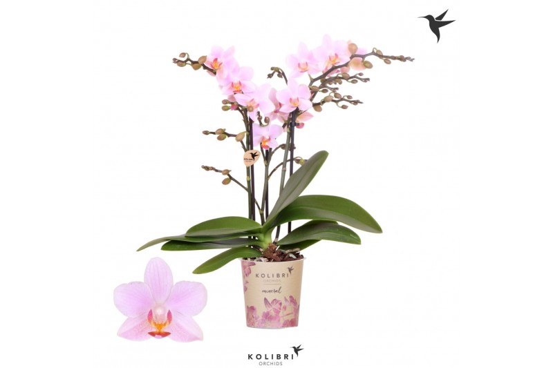 Phalaenopsis multiflora paars 3 tak armenia kolibri orchids Phalaenopsis multiflora paars 3 tak armenia kolibri orchids